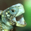 vedal's avatar image