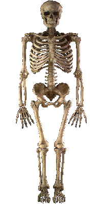 garry the skeliton.png