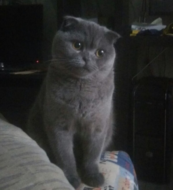 cat.jpg