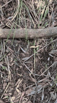 found<em>footage</em>under4mb.gif
