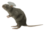 Rat (1).png
