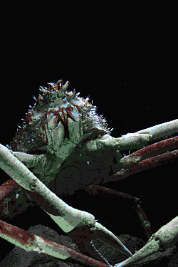 crab