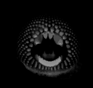 LampreyemBite/emGrayscale.gif